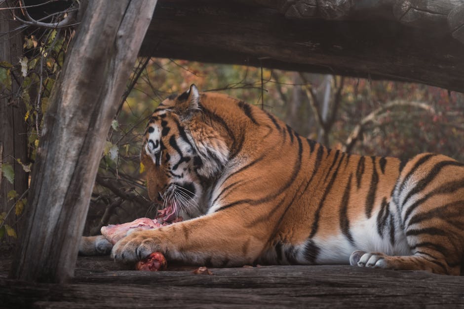 牙科服務：引領口腔健康的權威指引